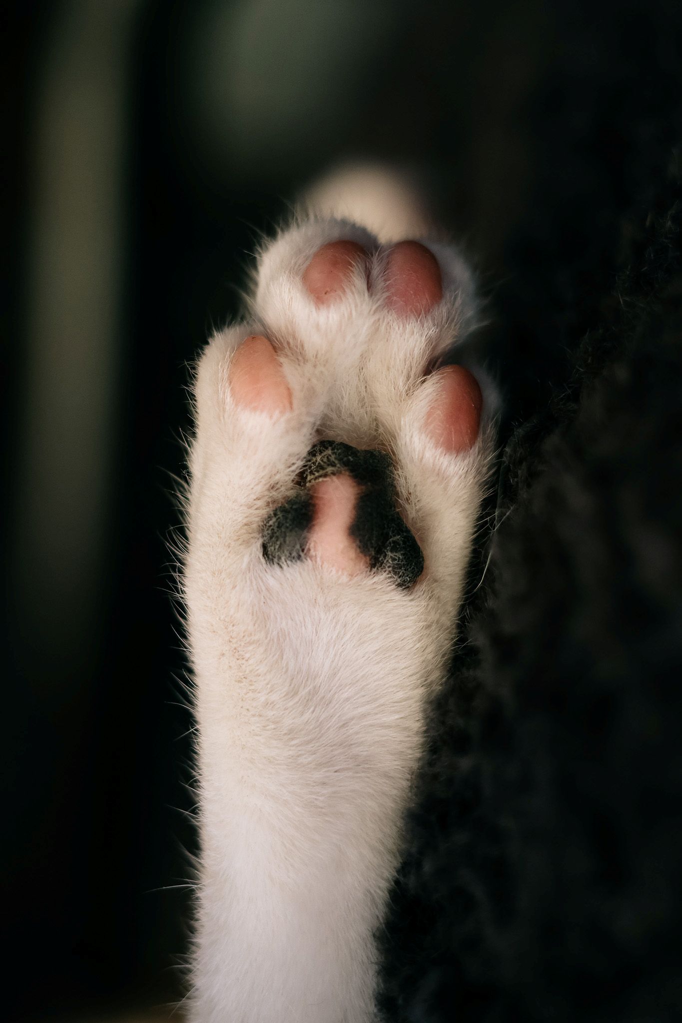 Cat Paw in Athens