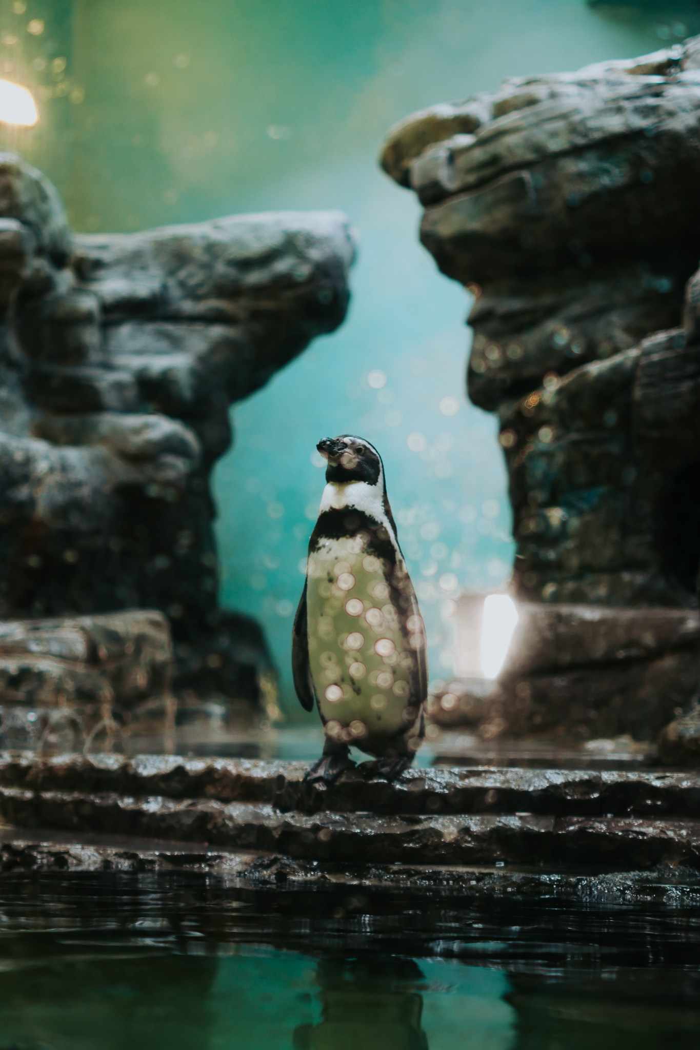 Pinguin